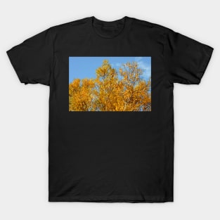 Aspen in Autumn T-Shirt